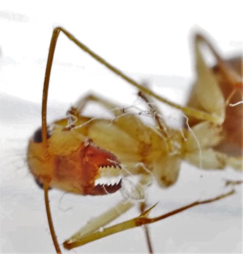 Réf. 312 407 : Camponotus sp.